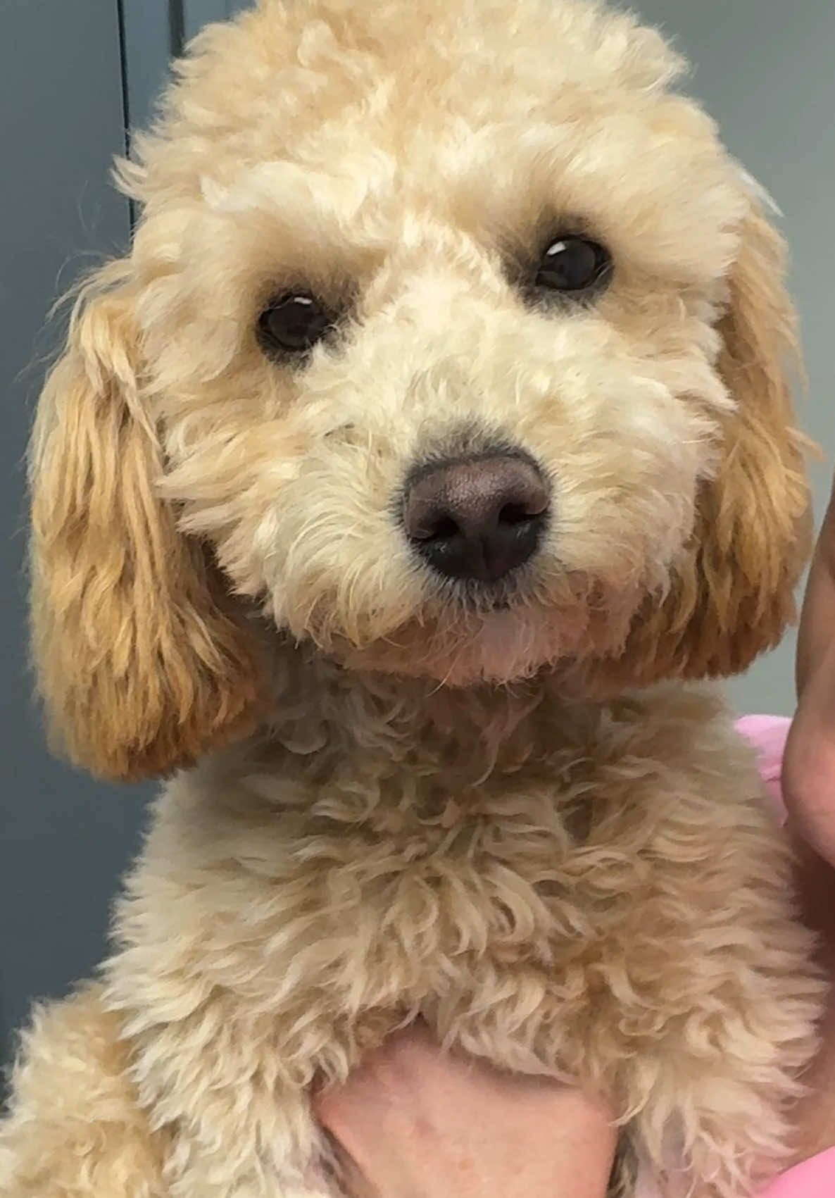 @Snodgrass Vet