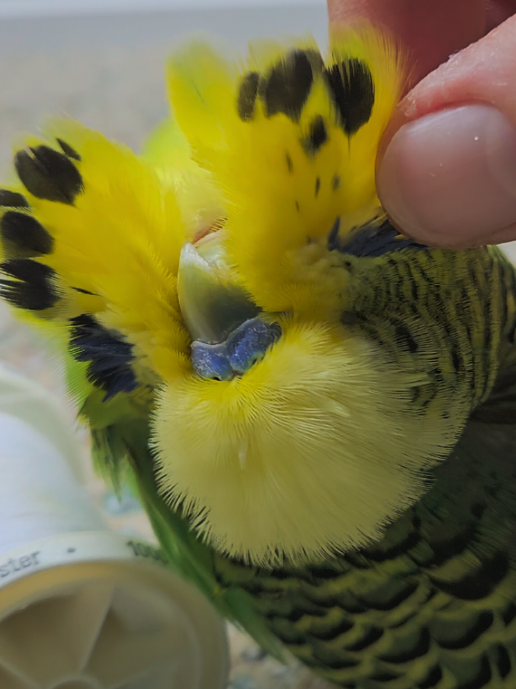@Run Slow-Mo Charlie🦜