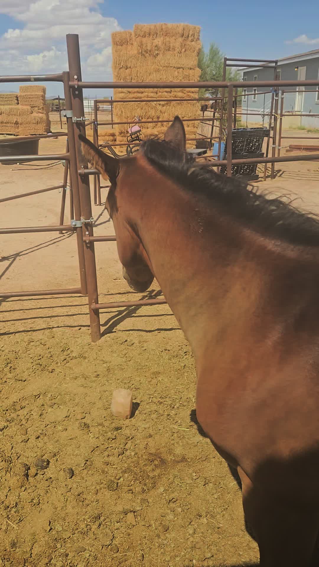 @🐎🐴picture perfect🐴🐎