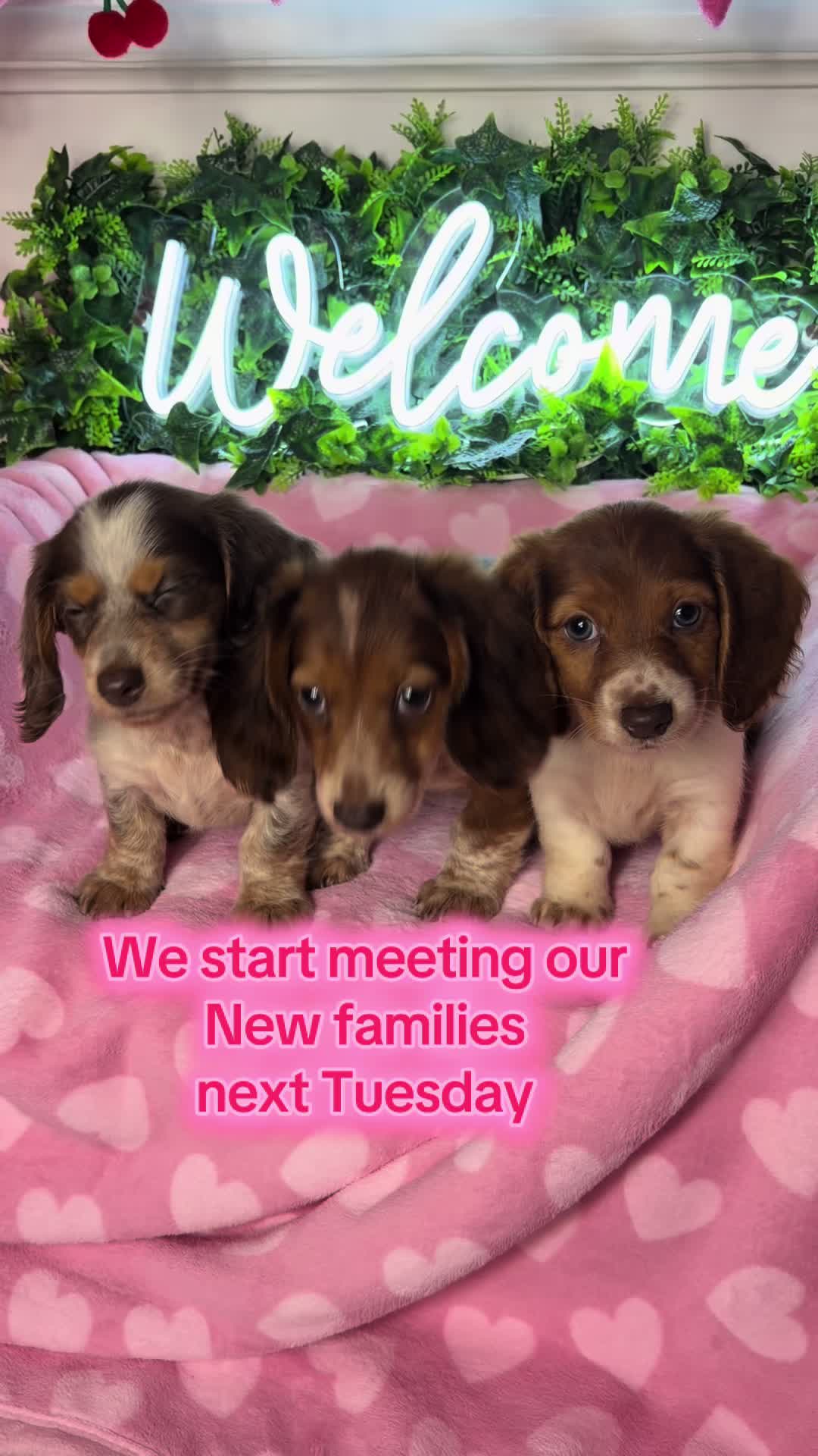 @MyDitzyDoxiesOfFlorida