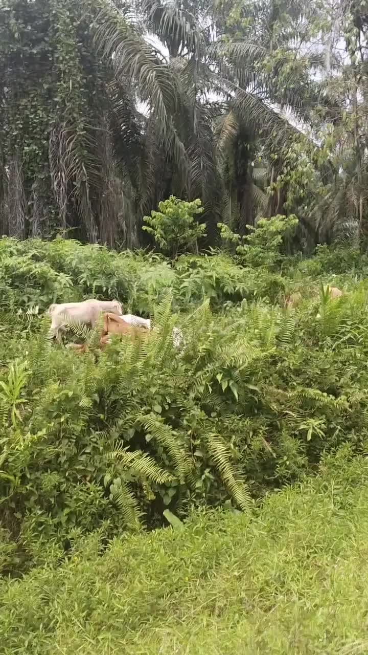 @AmirGarcia69🇲🇾🐂🐐