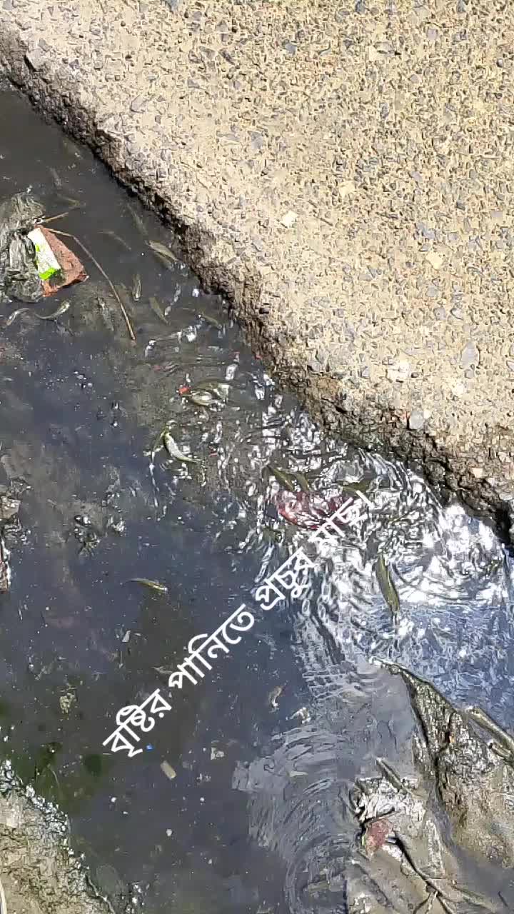 @Tahmida