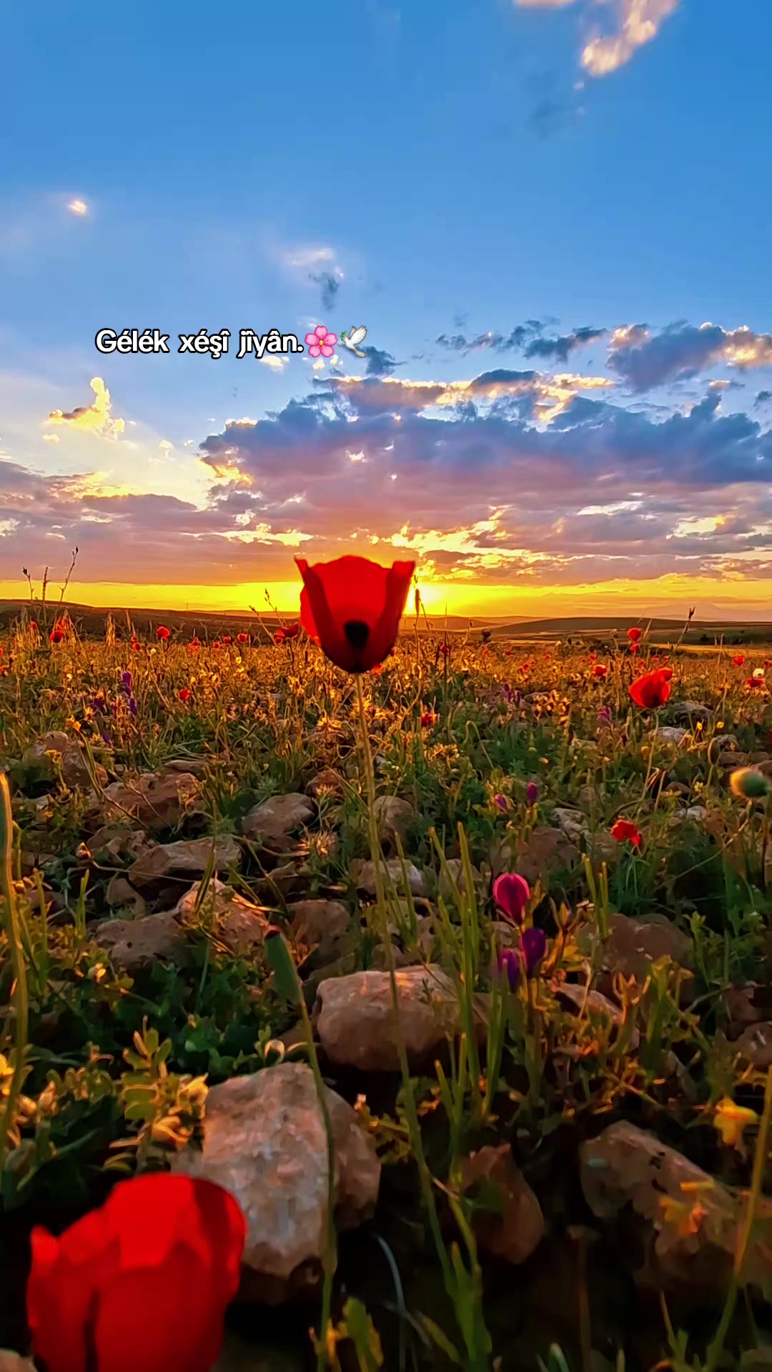 @welat_82