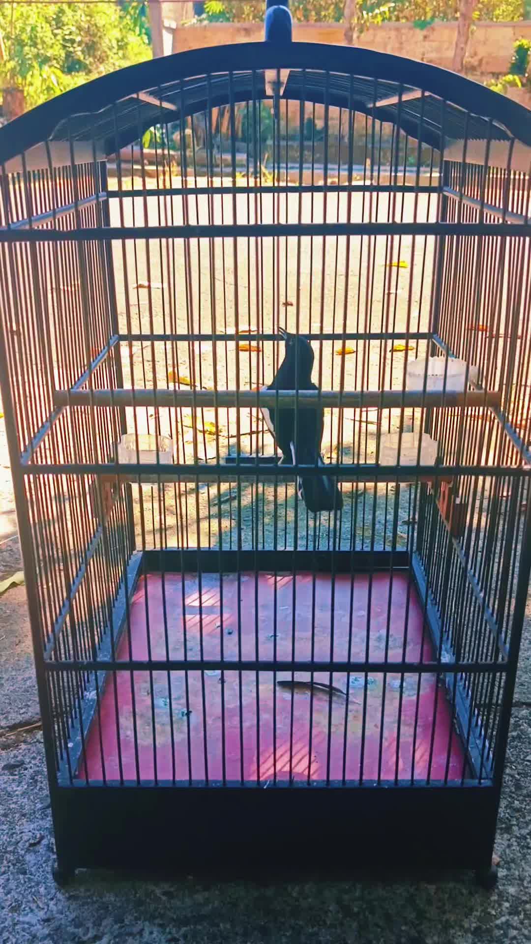 @Emperium Birds
