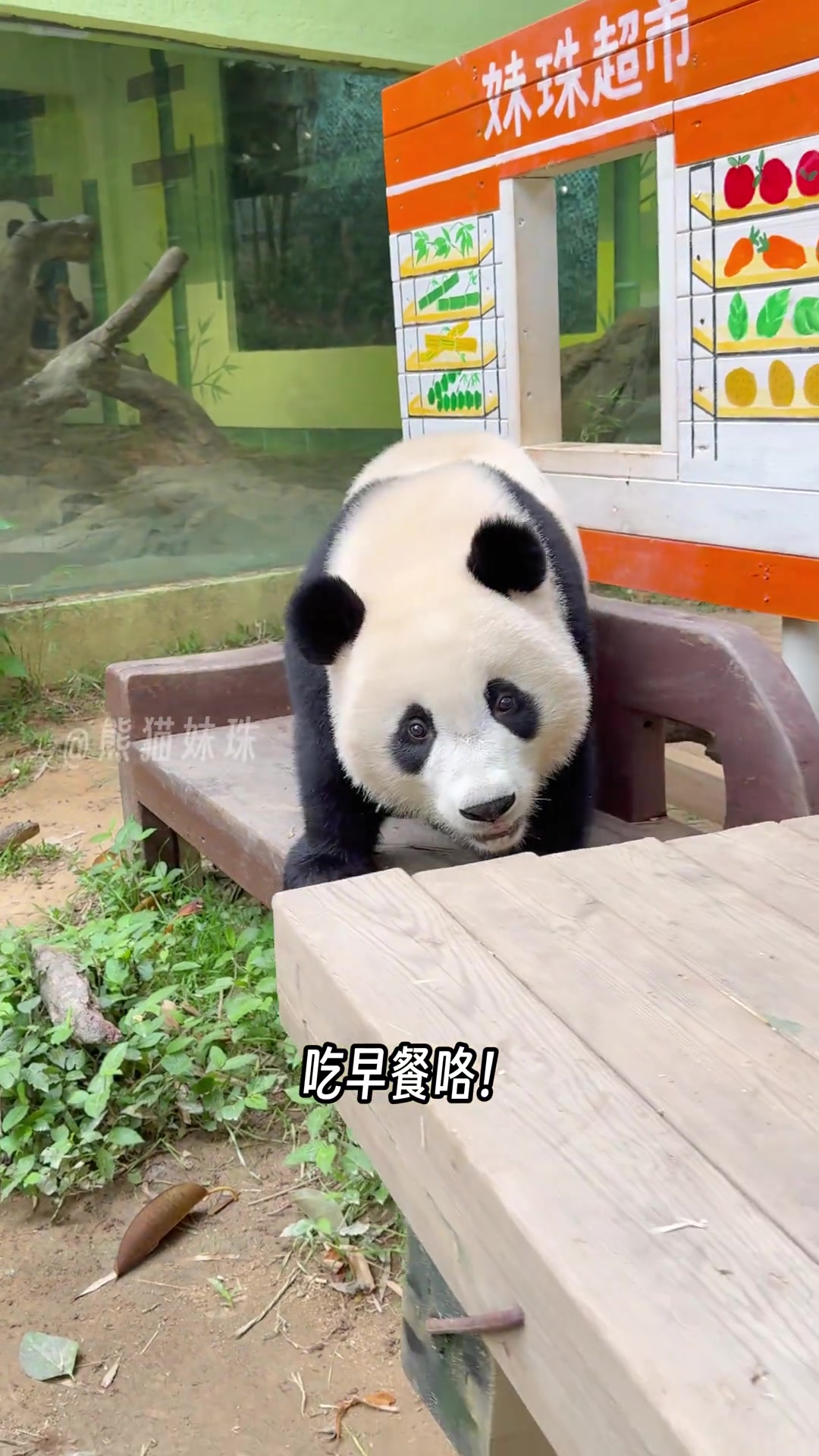 @熊猫妹珠🐼