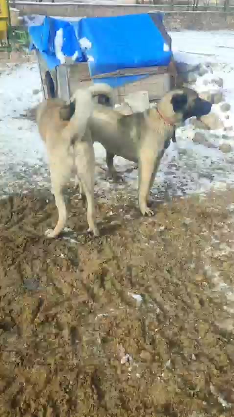 @Anatolian Shepherd Dog