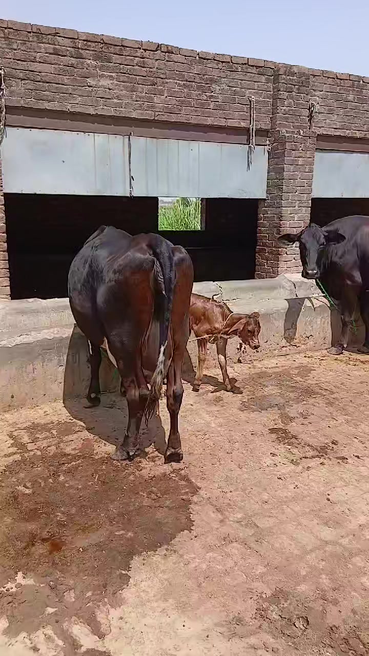 @Farming and Business Ideas