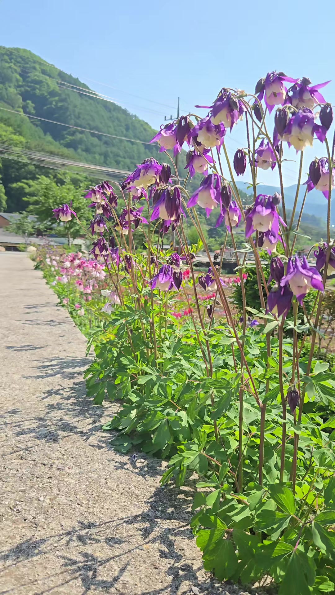 @캔디(동강여신)
