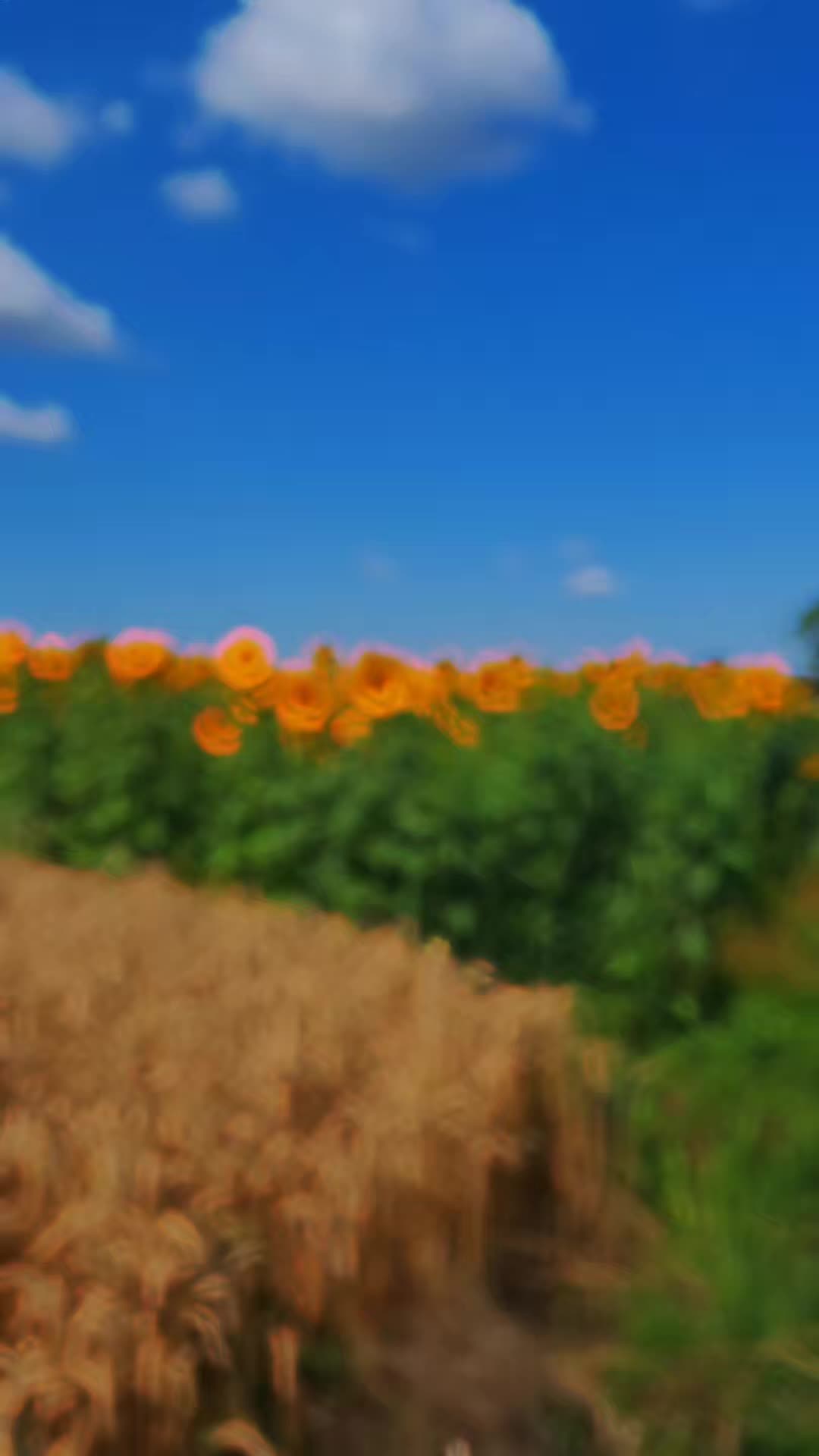 @𝙄𝑹𝑰𝘚H͎🅰︎🌸