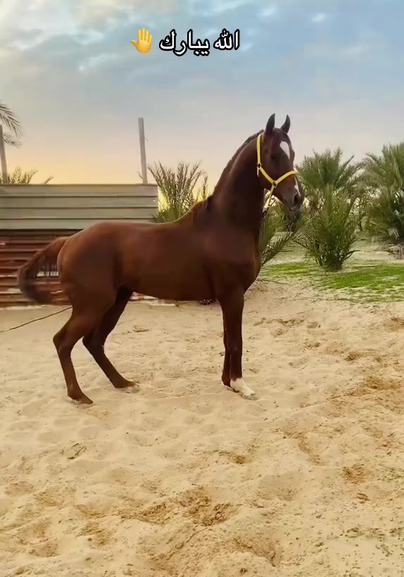 @حسن الذويبي