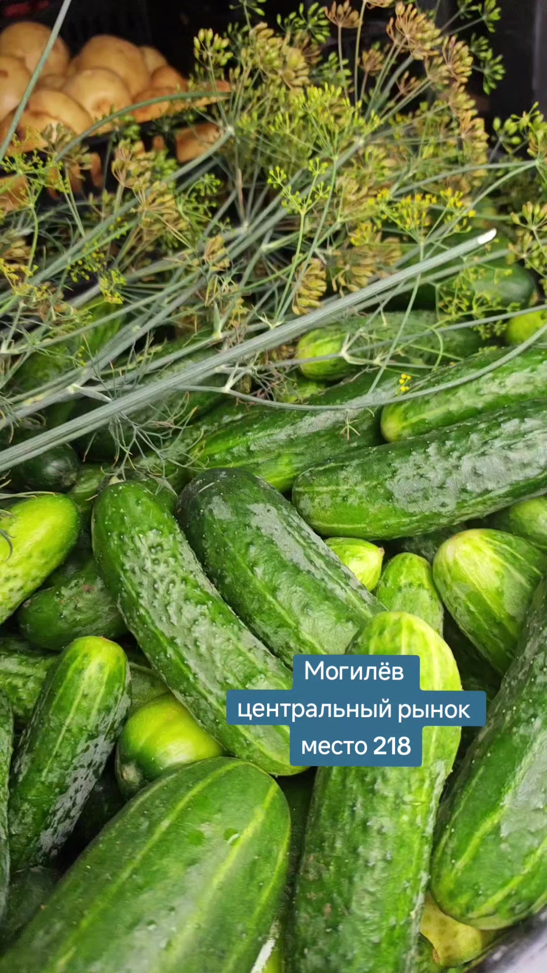 @Картофель Могилёв