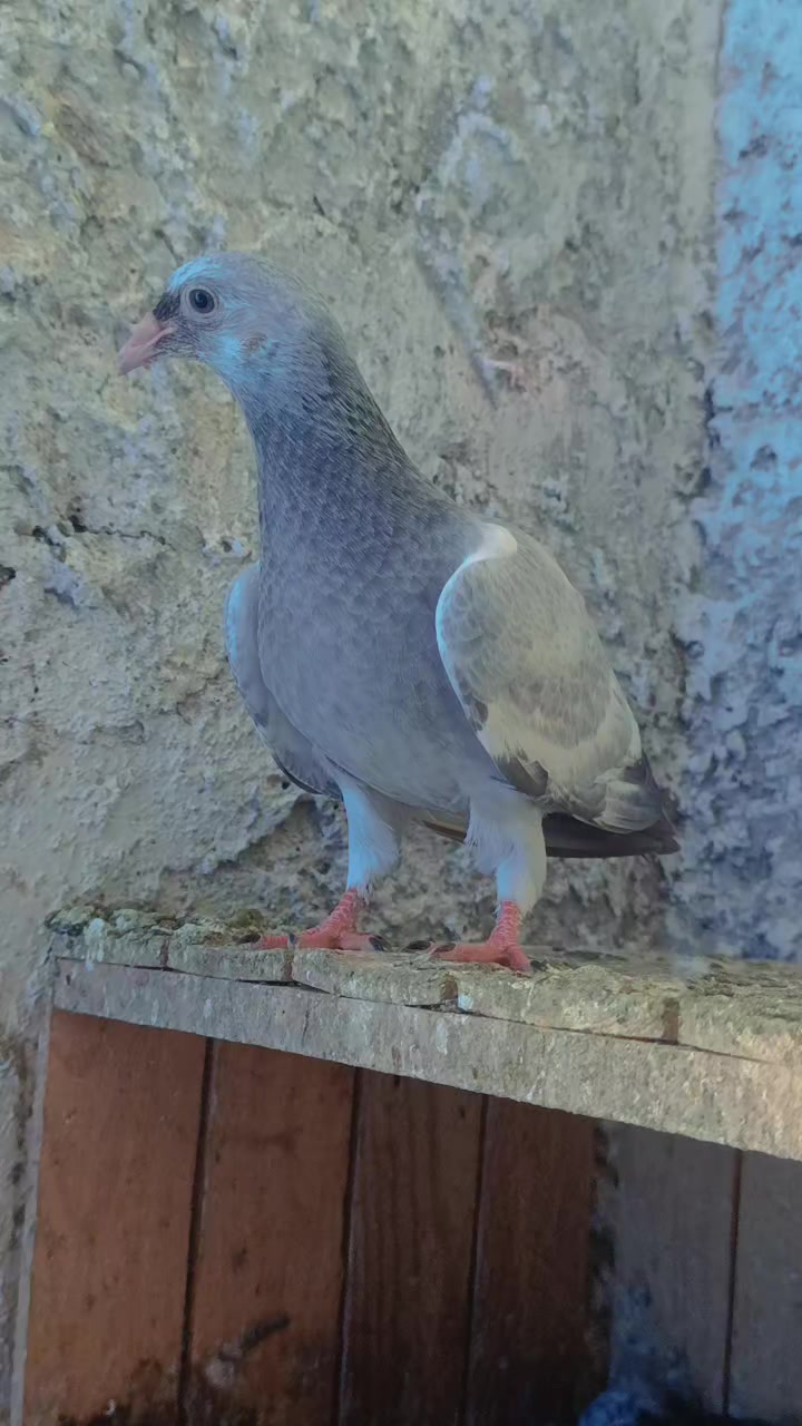 @Okan Kç