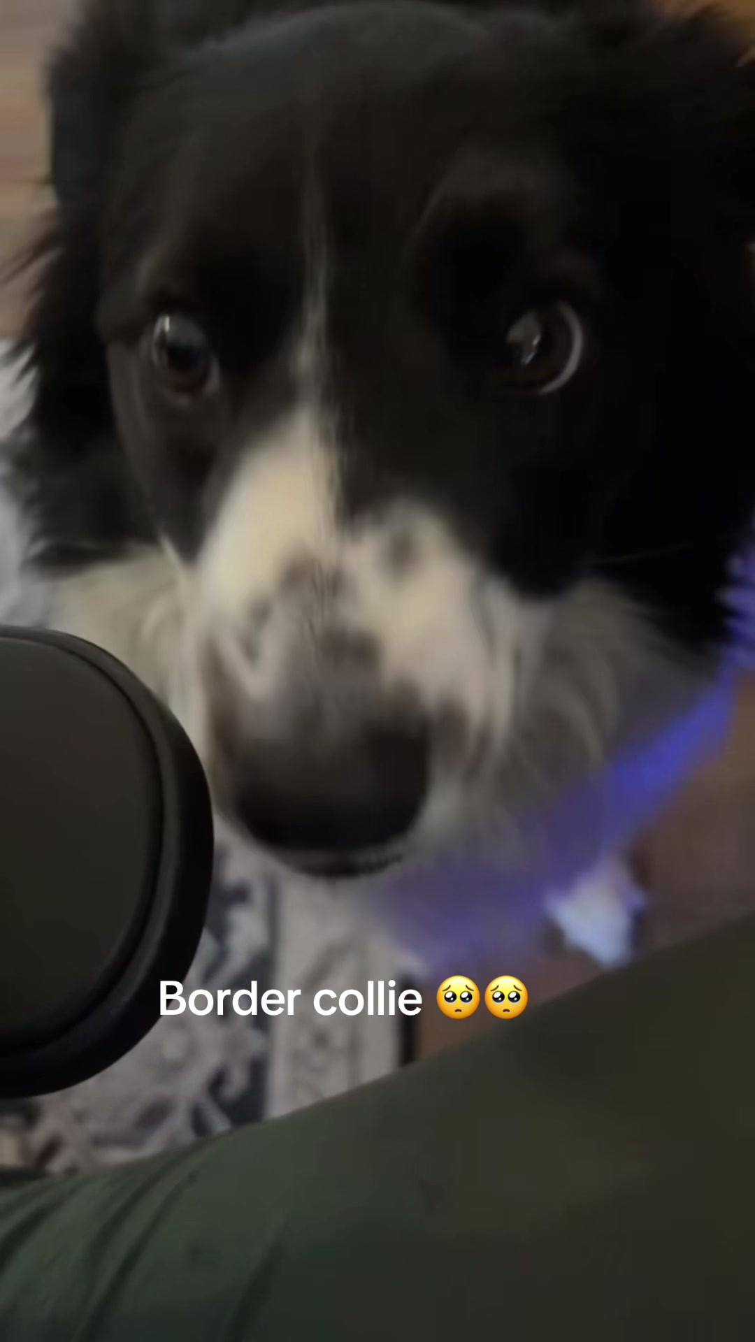 @K9stories