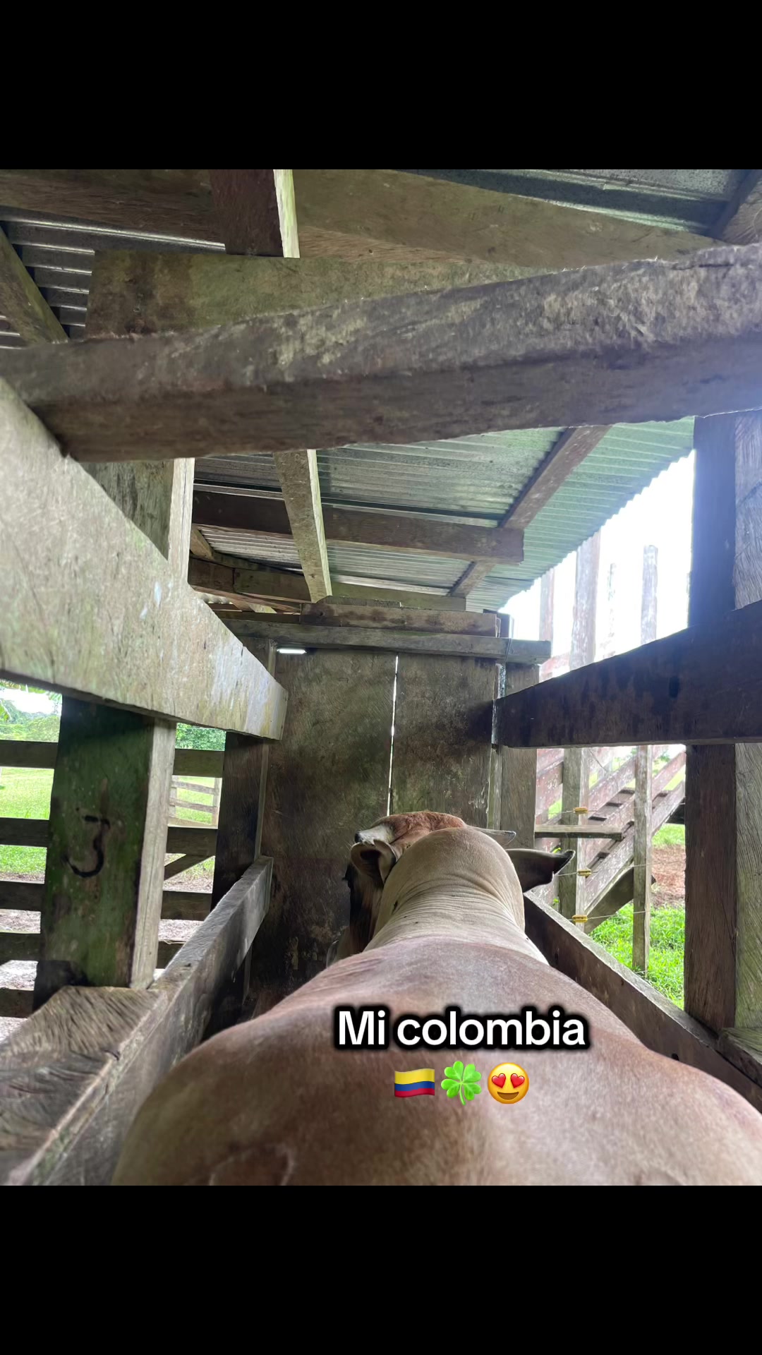 @Stiven Osorio