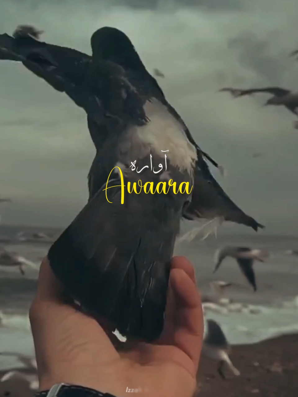 @𝙄 𝙕 𝙕 𝘼 𝙃 🕊️&bull;