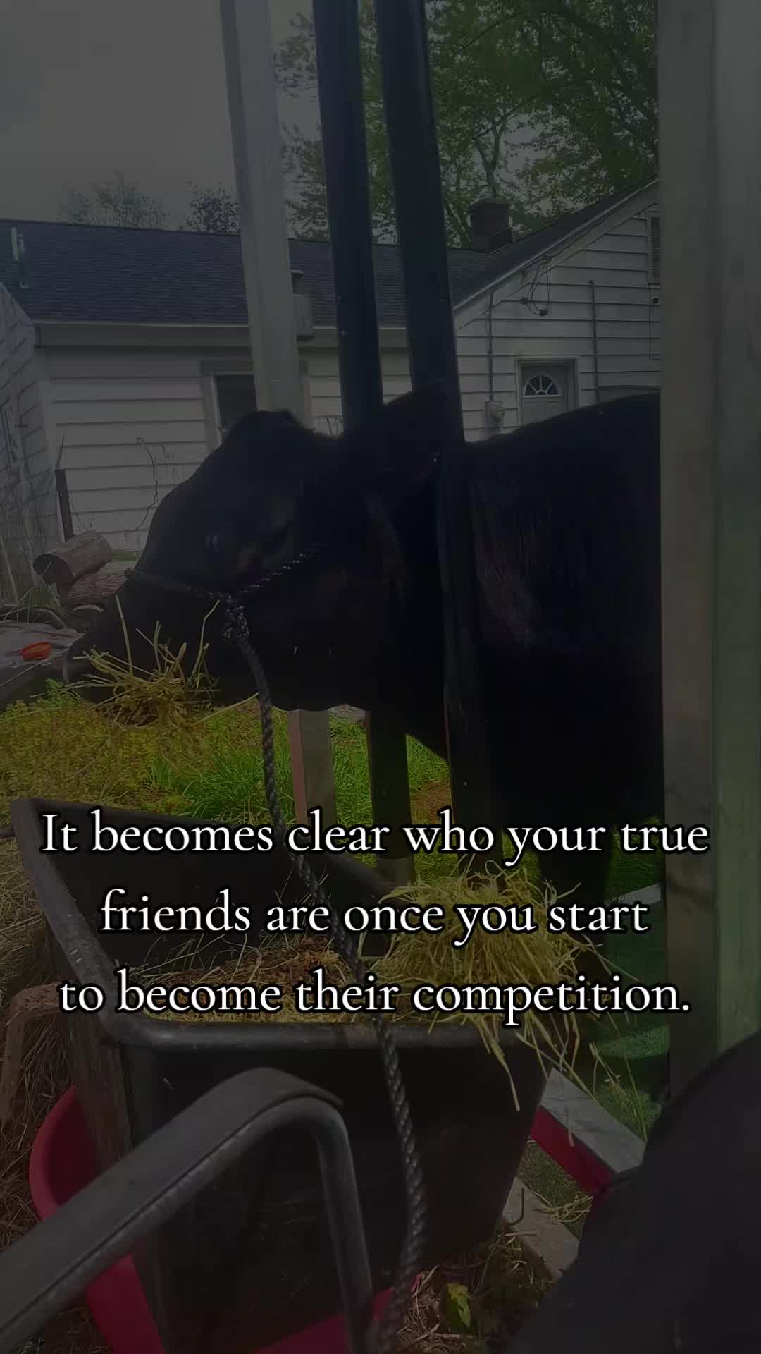 @🤍🌻🐄Alaina🐄🌻🤍