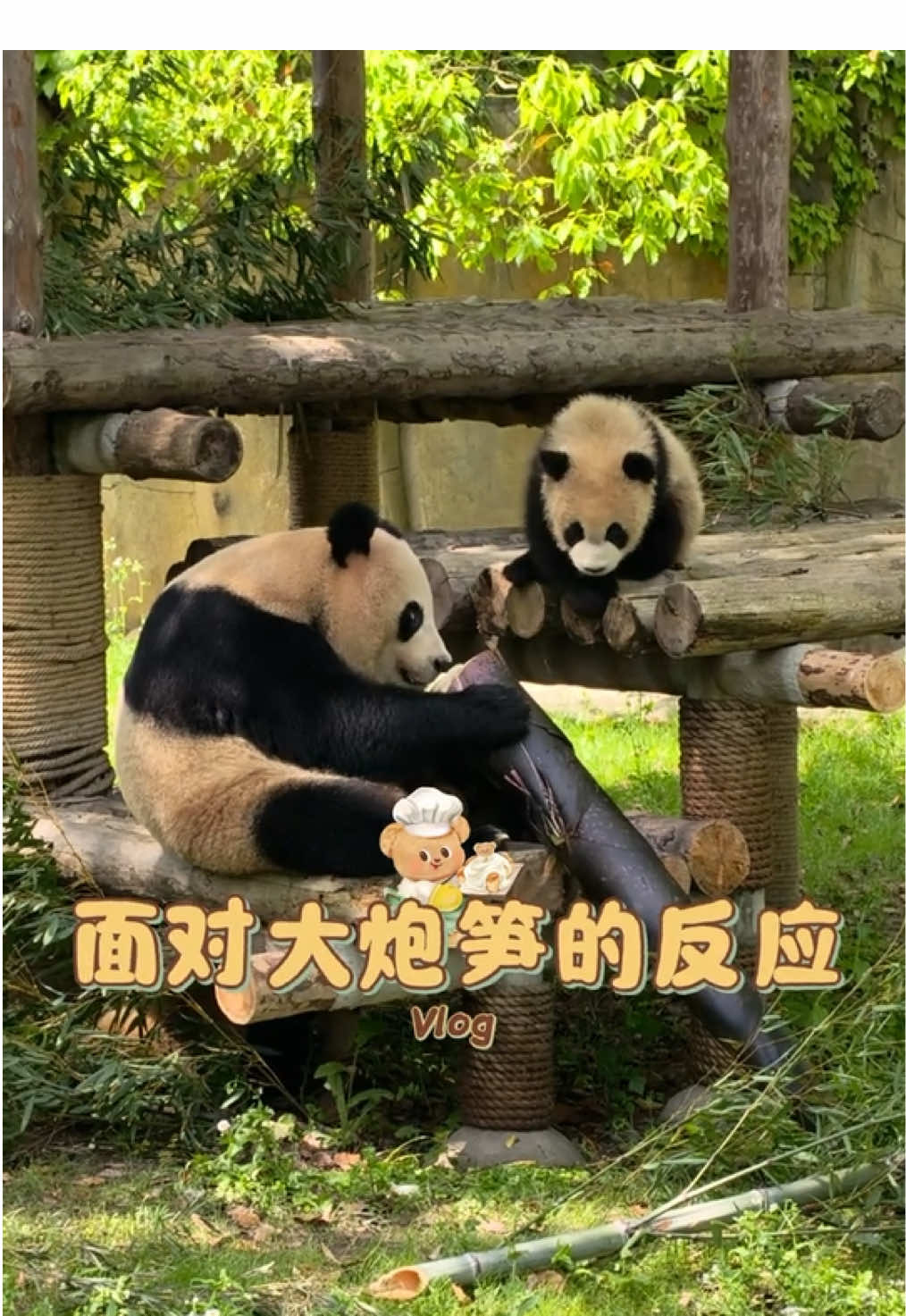 @熊猫妹珠🐼