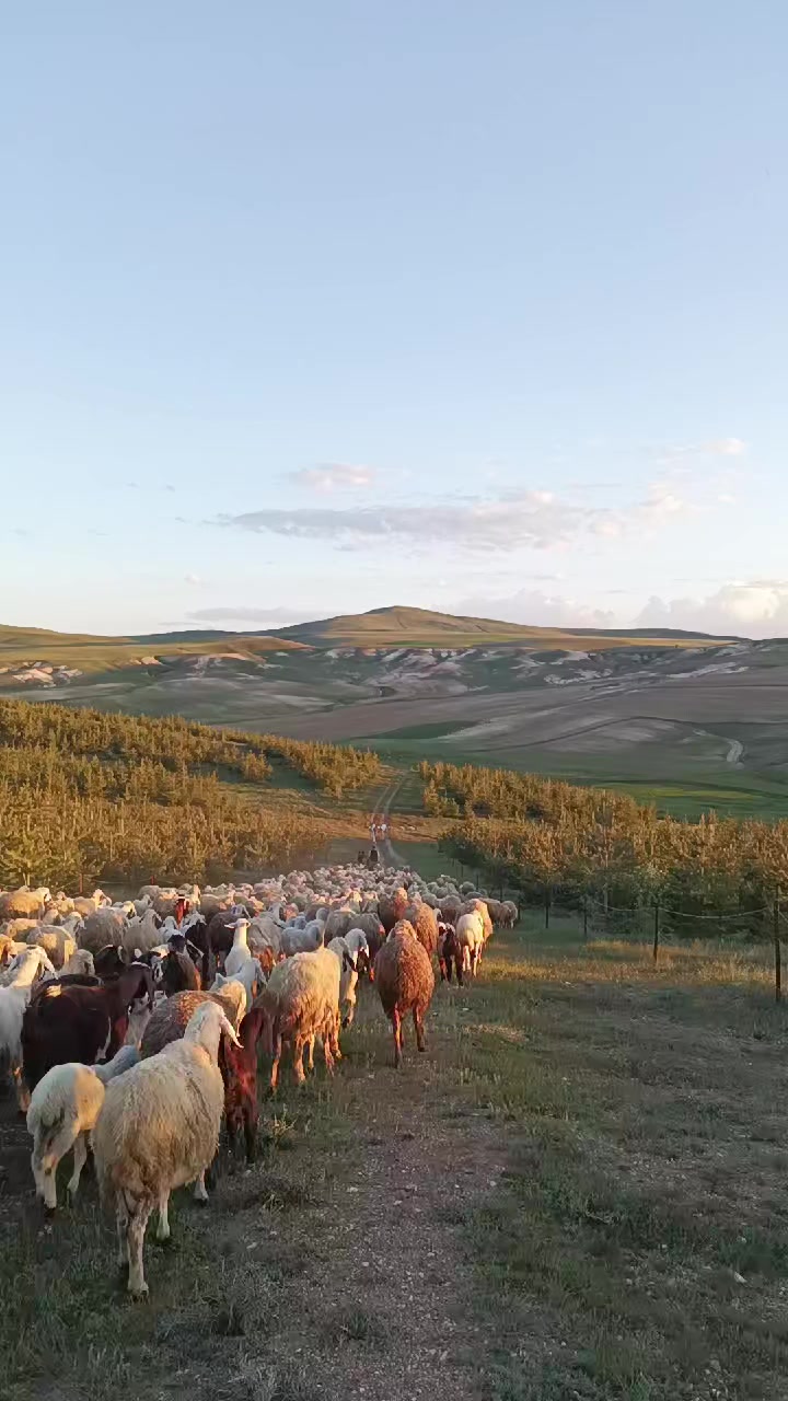 @Namık Cyln