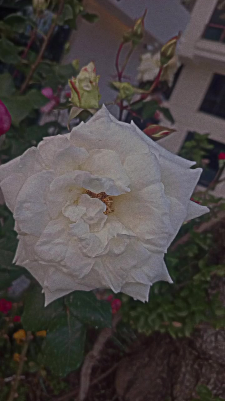 @الـِܮــبرنِسِ 𓆩𝟗𝟔𝟑𓆪