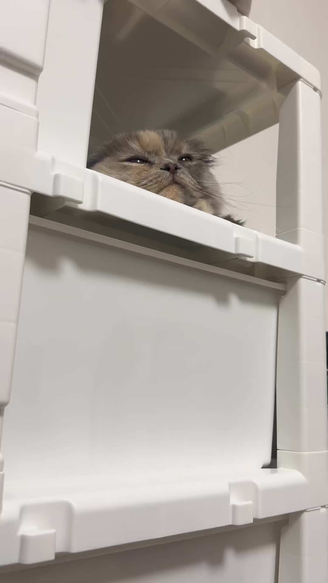 @マイクワゾウスキー
