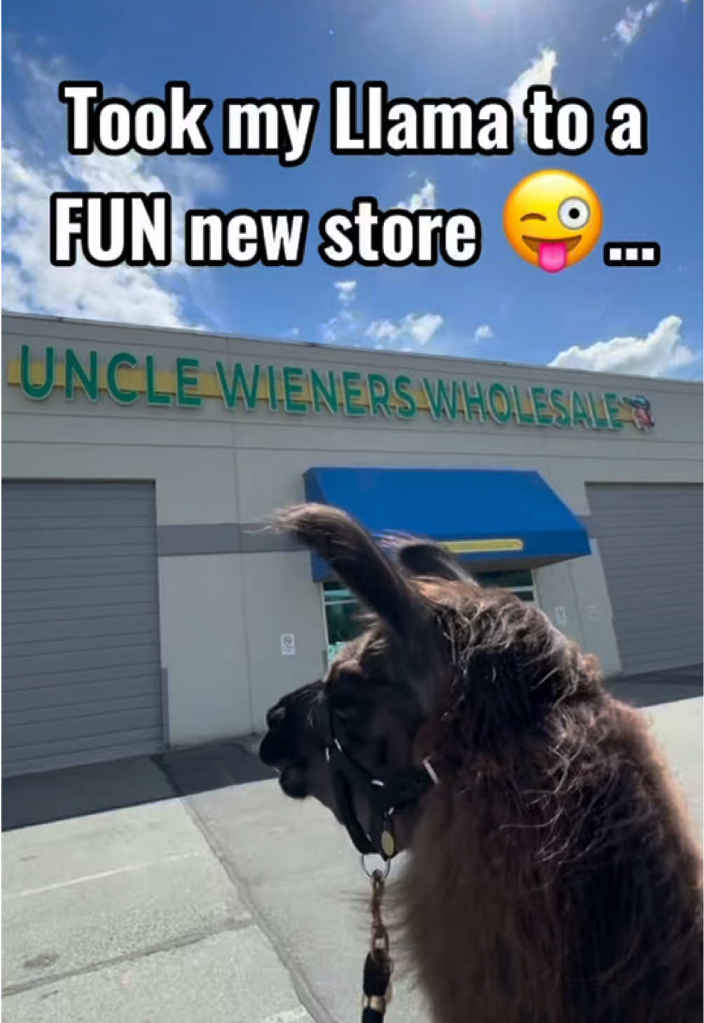 @The Llama Company