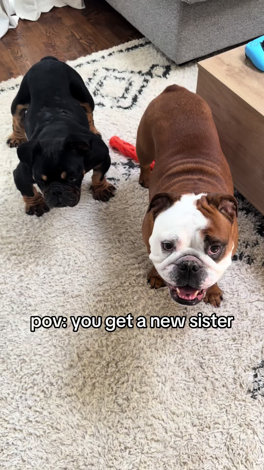 @Poptart The Bulldog