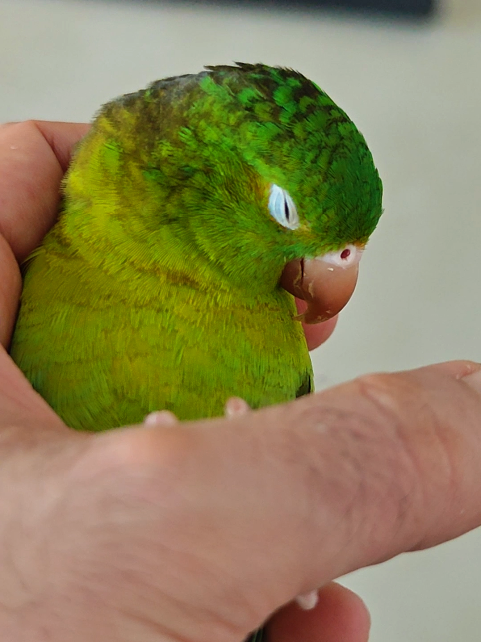 @Pohli