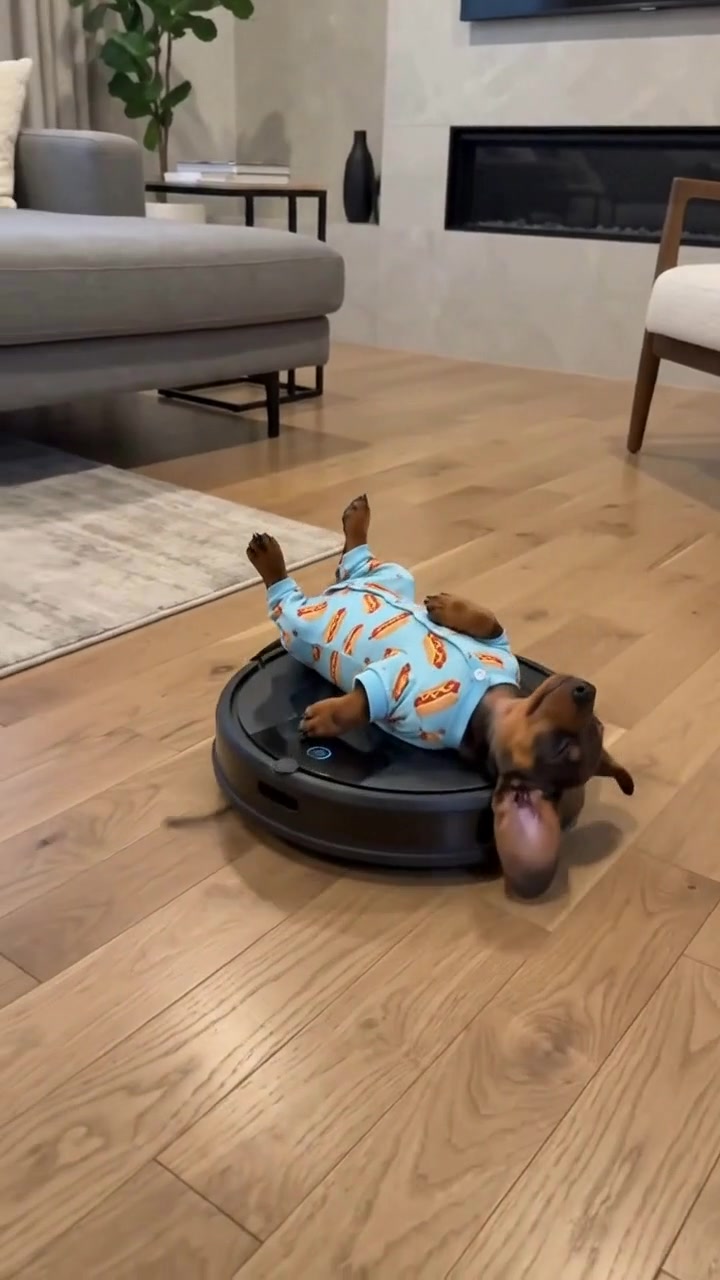 @Dachshund Party