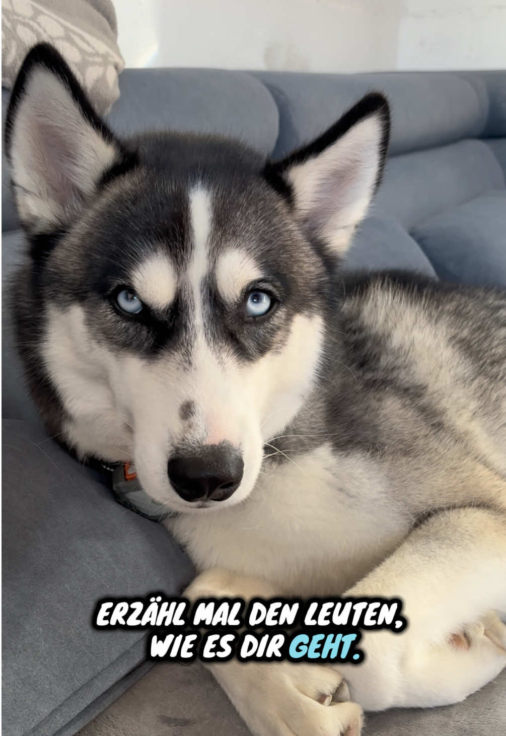 @HuskyShow