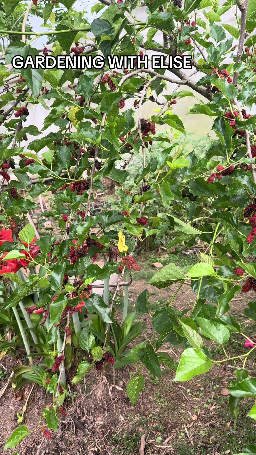 @Gardening with ELISE