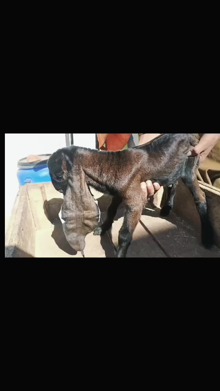 @abubakar Rajpoot