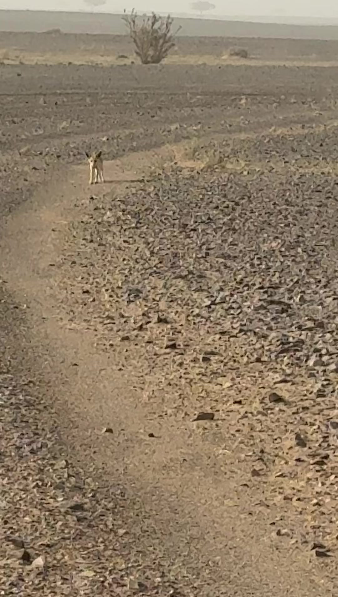 @ابوغيث 511