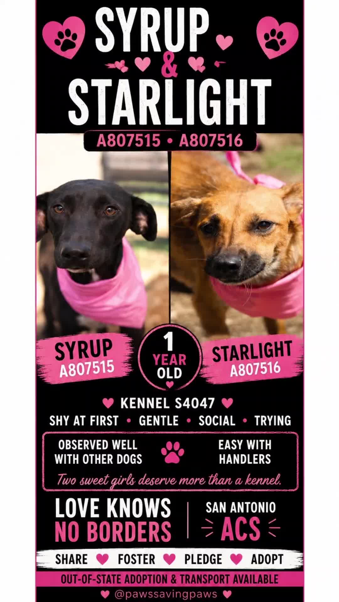 @Rozay🐾 Weenie🐾Willo