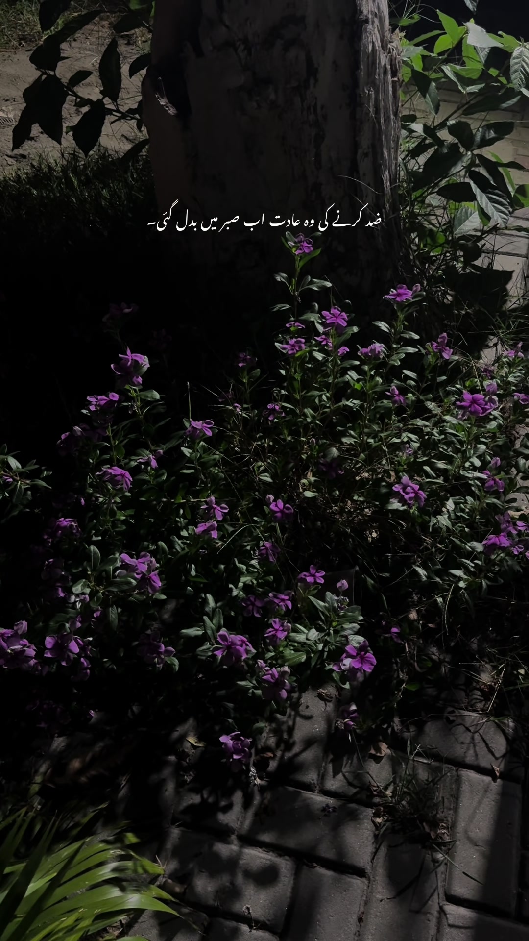 @کمیل🚩