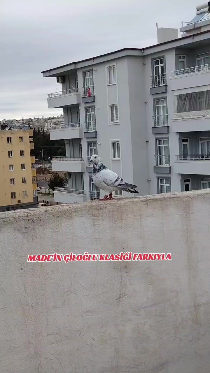 @ÇİLOĞLU KLASİĞİ