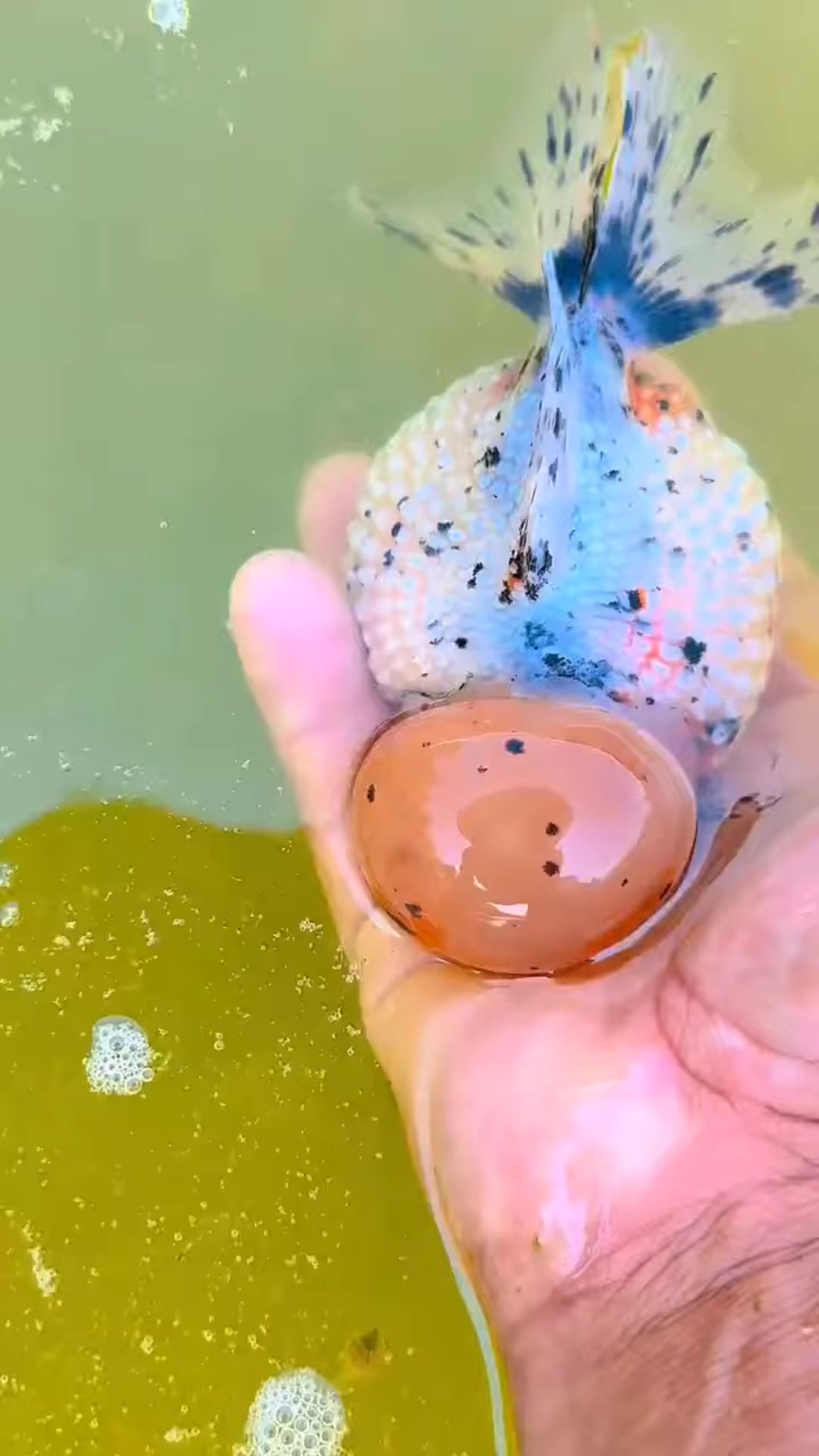 @𝕂𝕚𝕟𝕘 𝔾𝕠𝕝𝕕𝕗𝕚𝕤𝕙 3