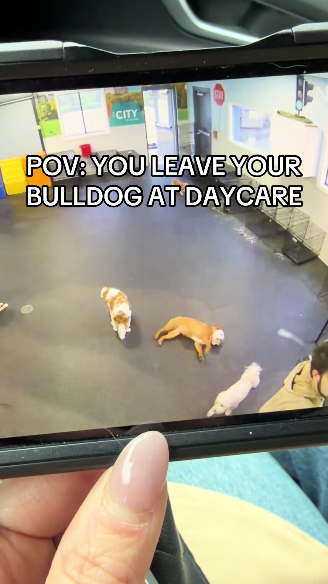 @Poptart The Bulldog
