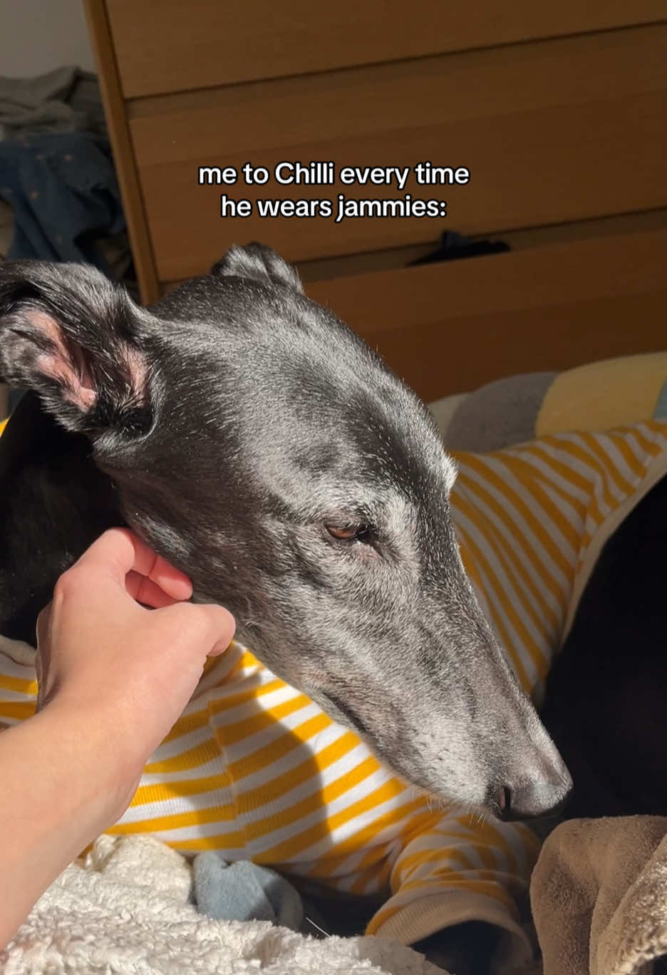 @chilli the greyhound 🌶️