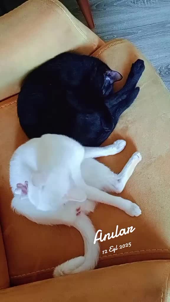 @Ali gül