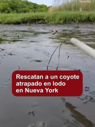 @Telemundo47