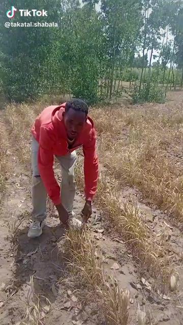 @ኢያሱ ዋደጶ
