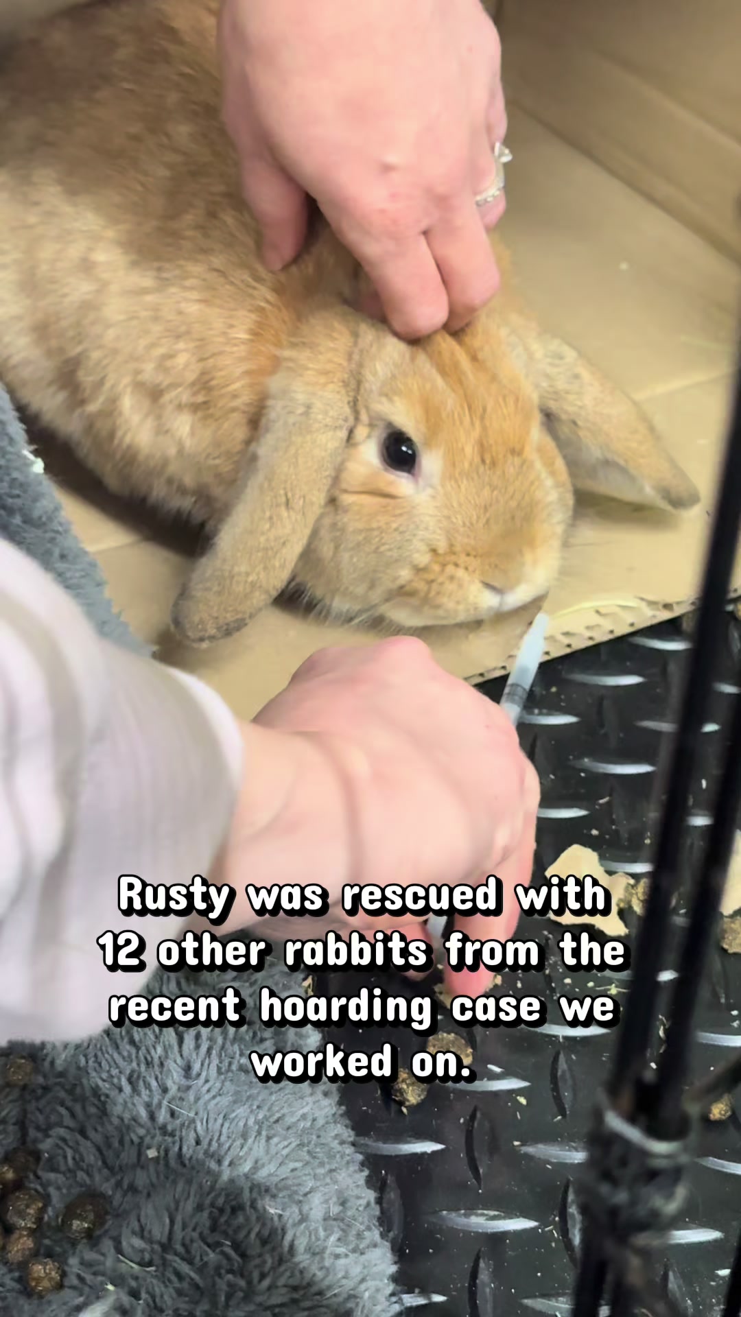 @Romeo Rabbit Rescue