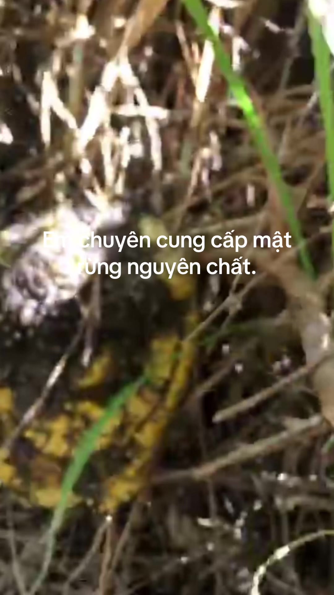 @Mật rừng Tây nguyên Đaklak