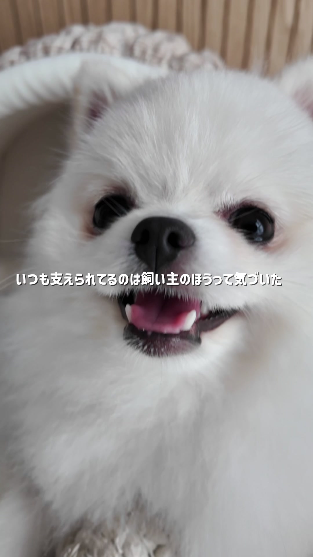@ポメラニアンのミル🍼