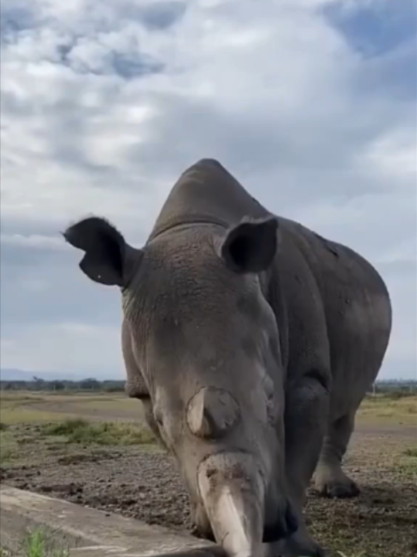 @Mundo dos Animais