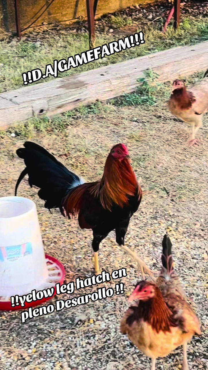 @DAgamefarm