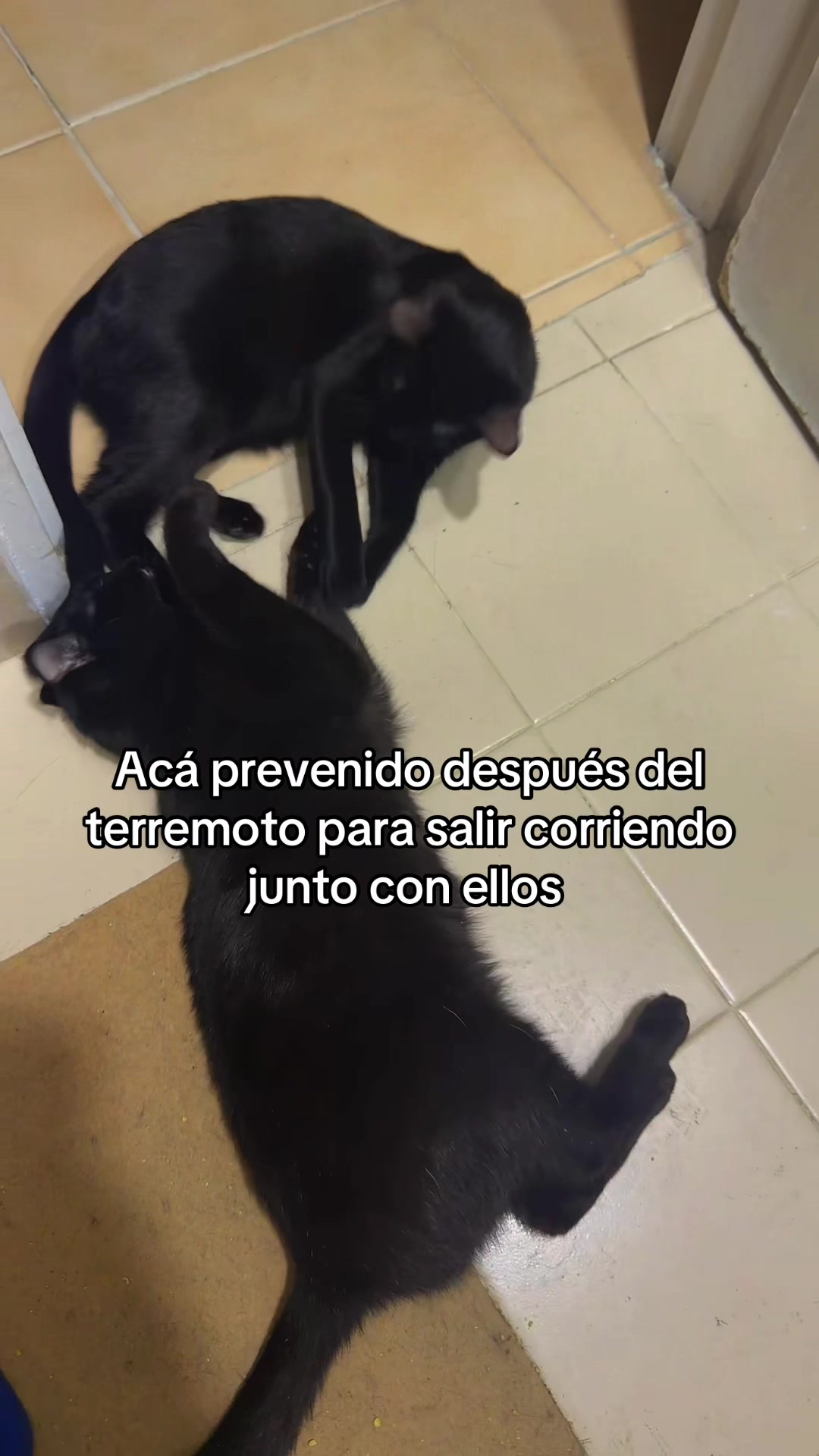 @banana Negra