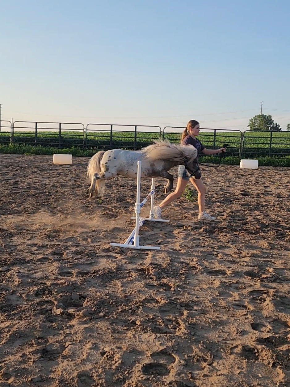 @minihorsemomandtrainer🐴🐴🐴🐴