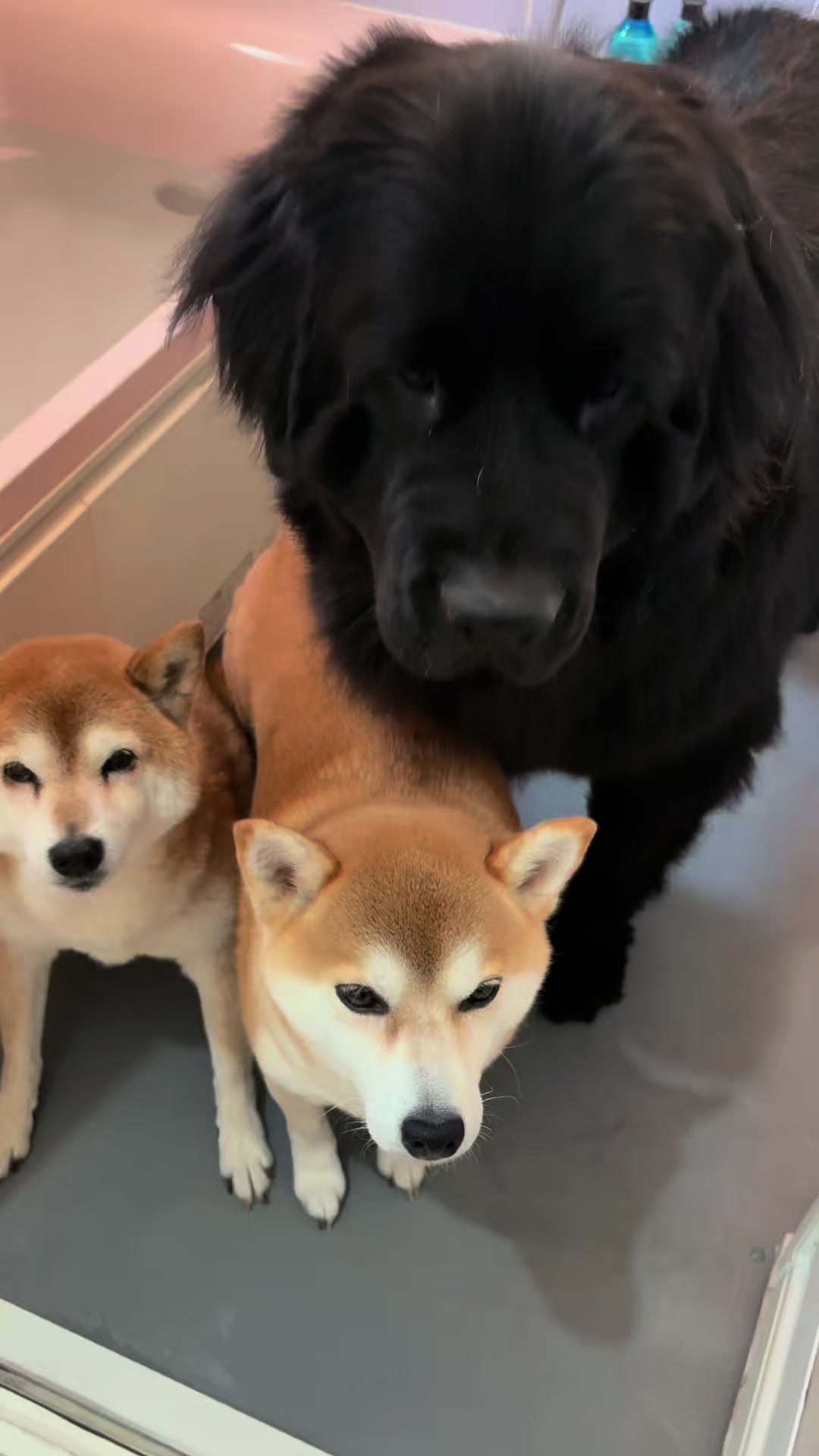 @ムックパパ🔶🐾