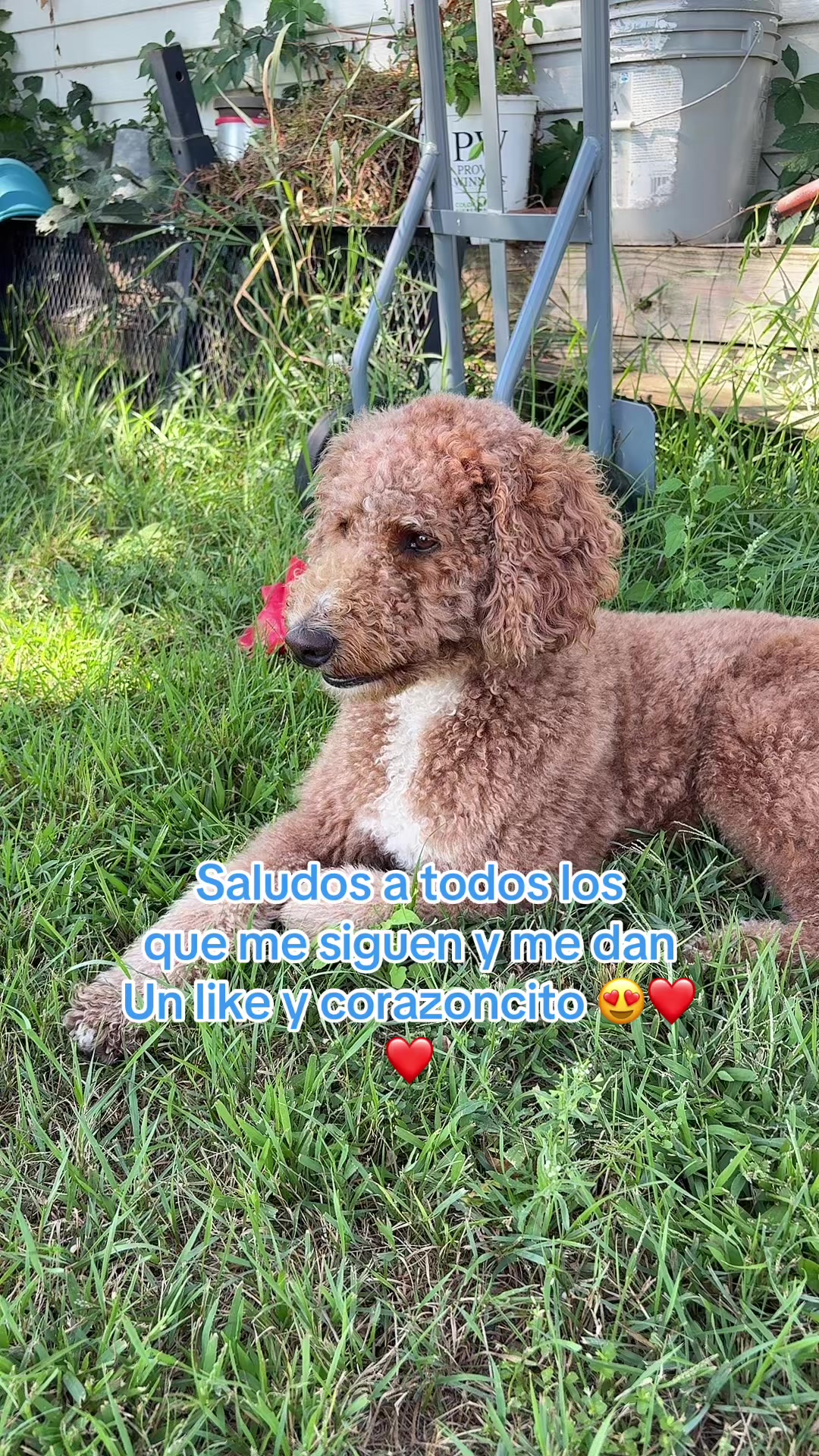 @Reyna y Churro 🐶😍